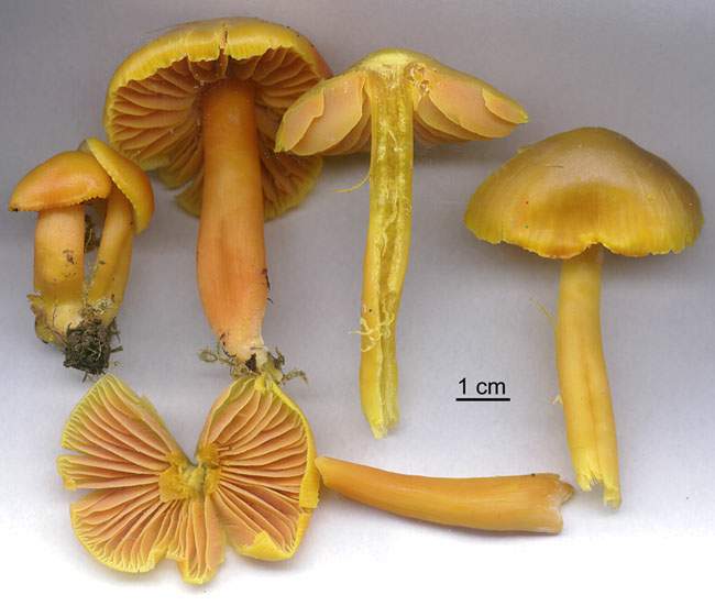 Hygrocybe quieta